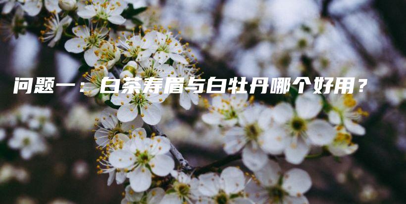 問題一：白茶壽眉與白牡丹哪個(gè)好用？插圖