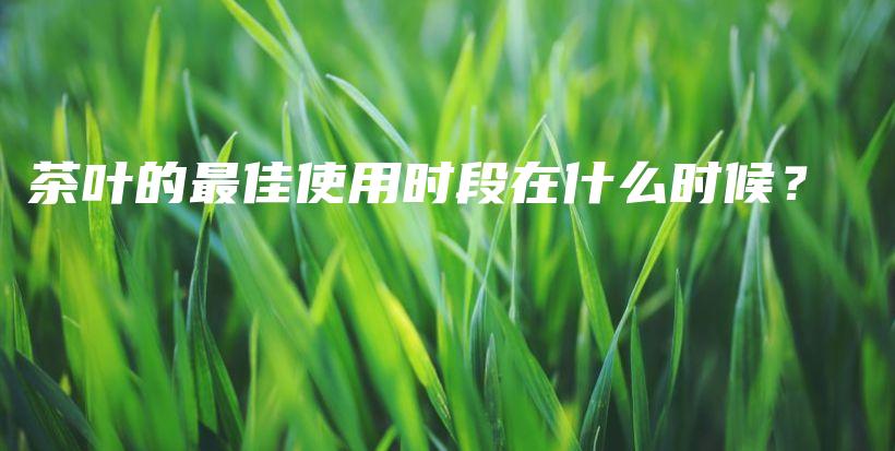 茶葉的最佳使用時段在什么時候？插圖