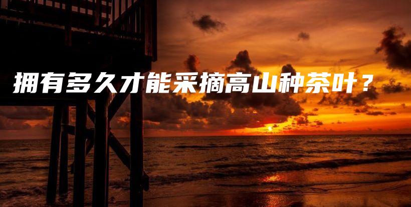 擁有多久才能采摘高山種茶葉？插圖