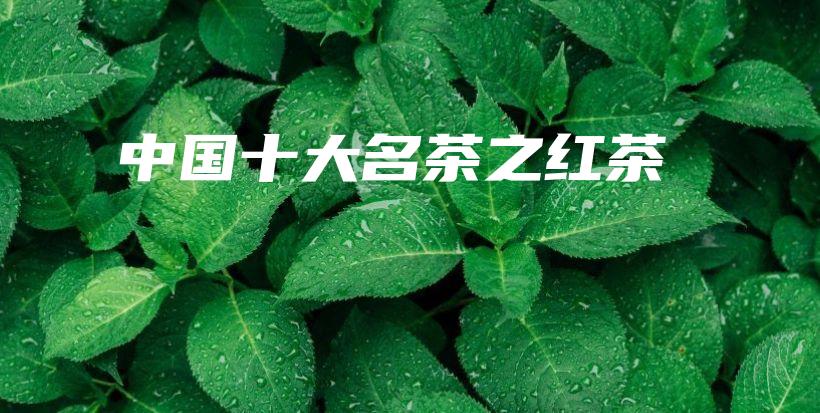 中國(guó)十大名茶之紅茶插圖