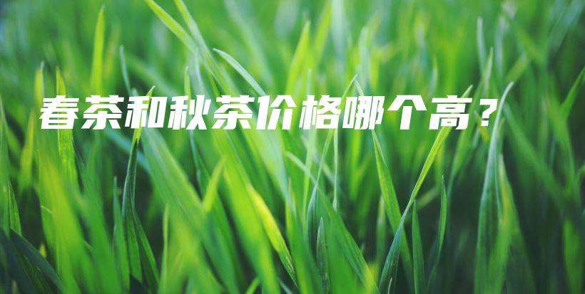 春茶和秋茶價格哪個高？插圖