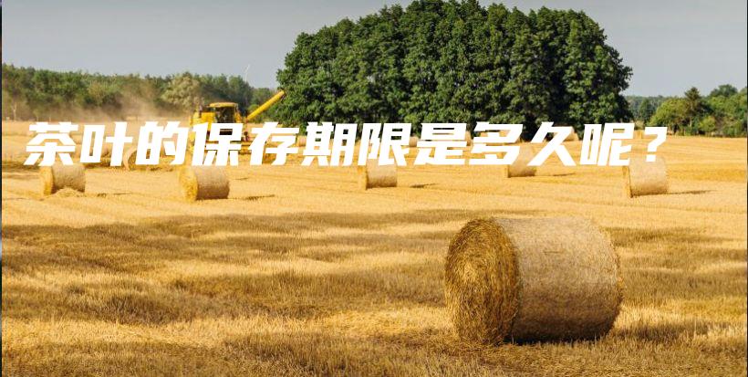 茶葉的保存期限是多久呢？插圖