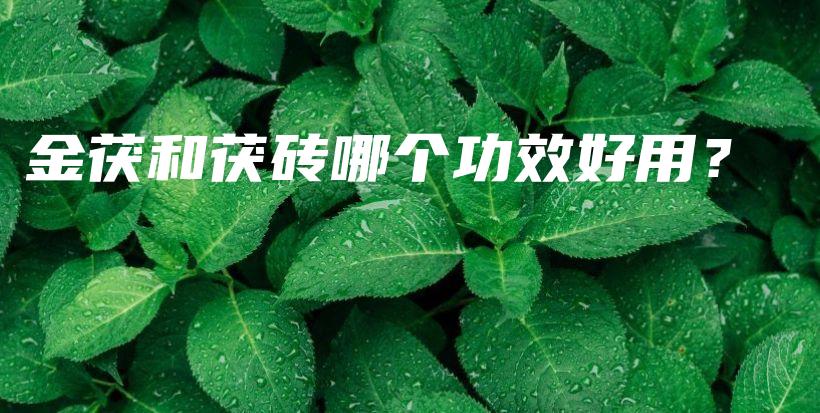 金茯和茯磚哪個功效好用？插圖