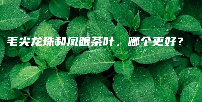 毛尖龍珠和鳳眼茶葉，哪個更好？插圖