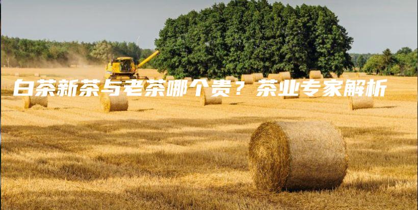 白茶新茶與老茶哪個(gè)貴？茶業(yè)專家解析插圖