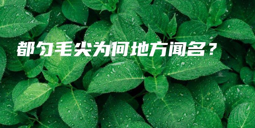 都勻毛尖為何地方聞名？插圖
