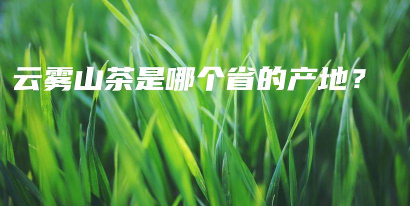 云霧山茶是哪個省的產(chǎn)地？插圖