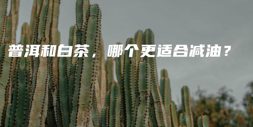 普洱和白茶，哪個更適合減油？插圖