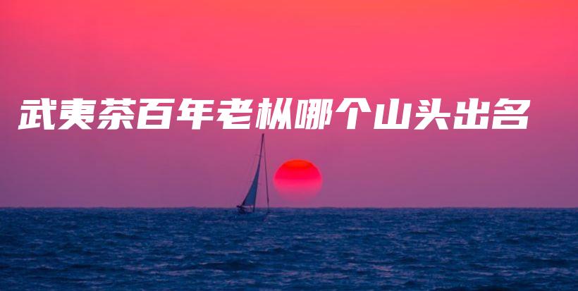 武夷茶百年老樅哪個(gè)山頭出名插圖