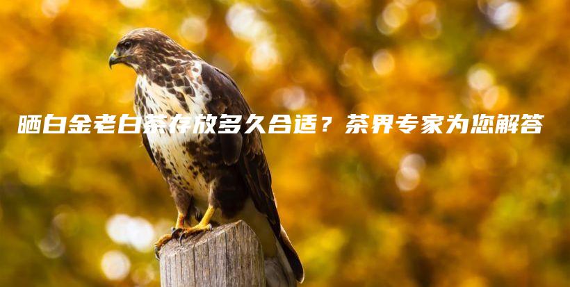 曬白金老白茶存放多久合適？茶界專家為您解答插圖