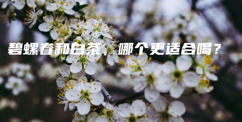 碧螺春和白茶，哪個更適合喝？插圖