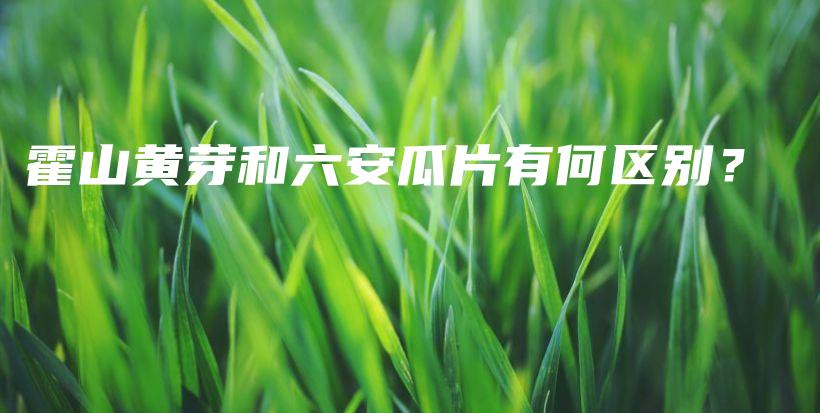 霍山黃芽和六安瓜片有何區(qū)別？插圖