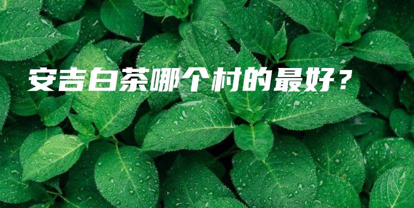 安吉白茶哪個村的最好？插圖