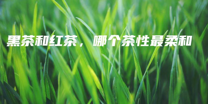 黑茶和紅茶，哪個茶性最柔和插圖