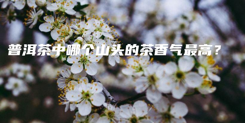 普洱茶中哪個(gè)山頭的茶香氣最高？插圖