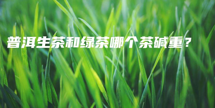 普洱生茶和綠茶哪個茶堿重？插圖