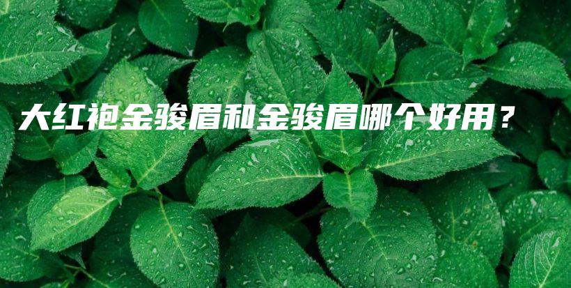 大紅袍金駿眉和金駿眉哪個(gè)好用？插圖