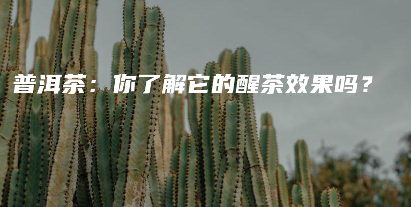 普洱茶：你了解它的醒茶效果嗎？插圖