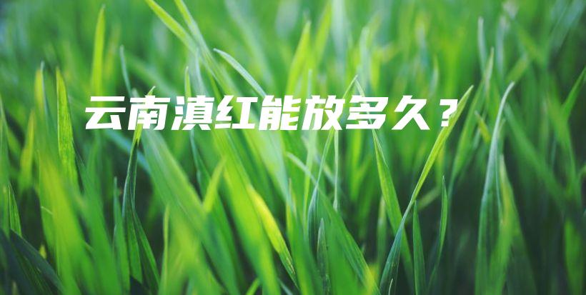 云南滇紅能放多久？插圖