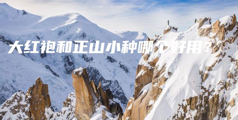 大紅袍和正山小種哪個好用？插圖