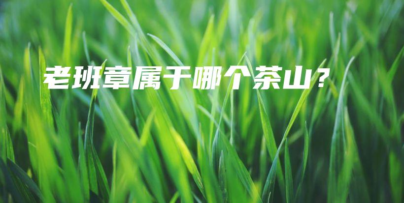 老班章屬于哪個(gè)茶山？插圖
