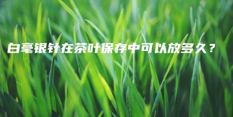 白毫銀針在茶葉保存中可以放多久？插圖