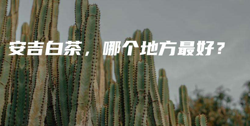 安吉白茶，哪個(gè)地方最好？插圖
