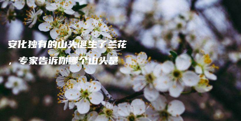 安化獨(dú)有的山頭誕生了蘭花，專家告訴你哪個(gè)山頭是插圖