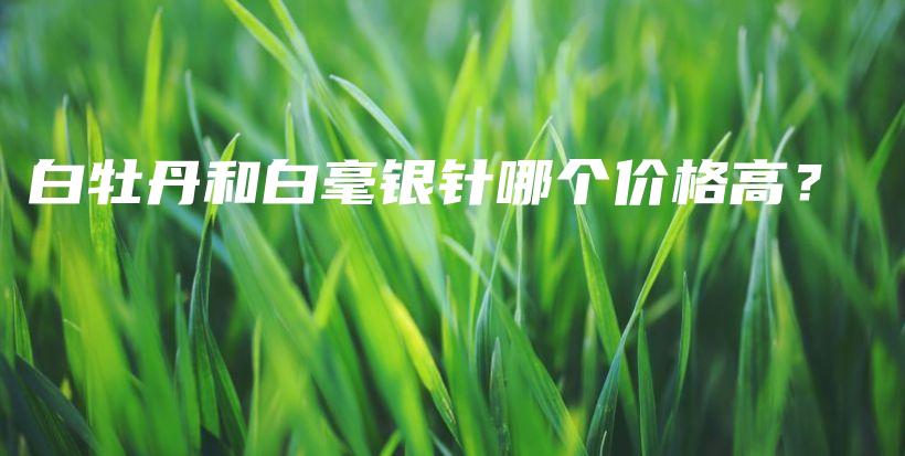 白牡丹和白毫銀針哪個(gè)價(jià)格高？插圖