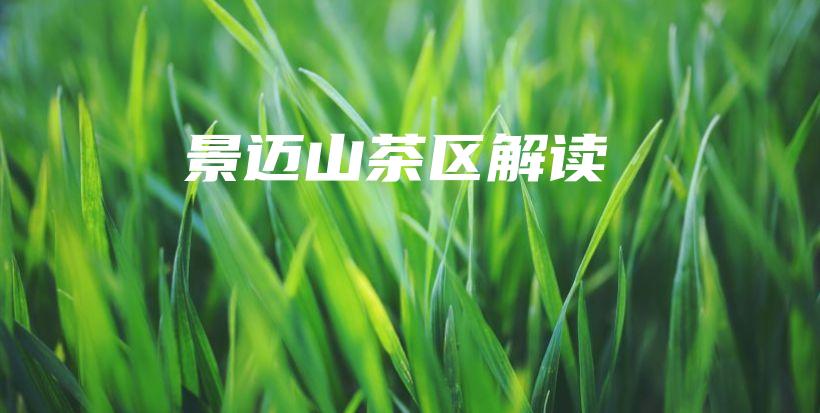 景邁山茶區(qū)解讀插圖
