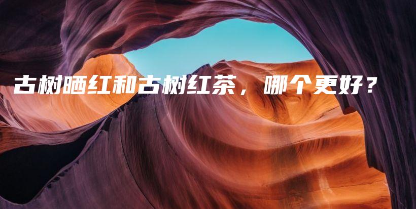 古樹曬紅和古樹紅茶，哪個(gè)更好？插圖