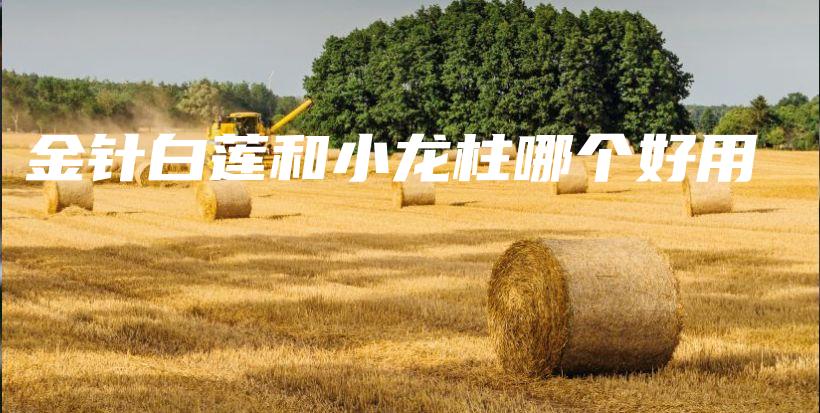 金針白蓮和小龍柱哪個(gè)好用插圖