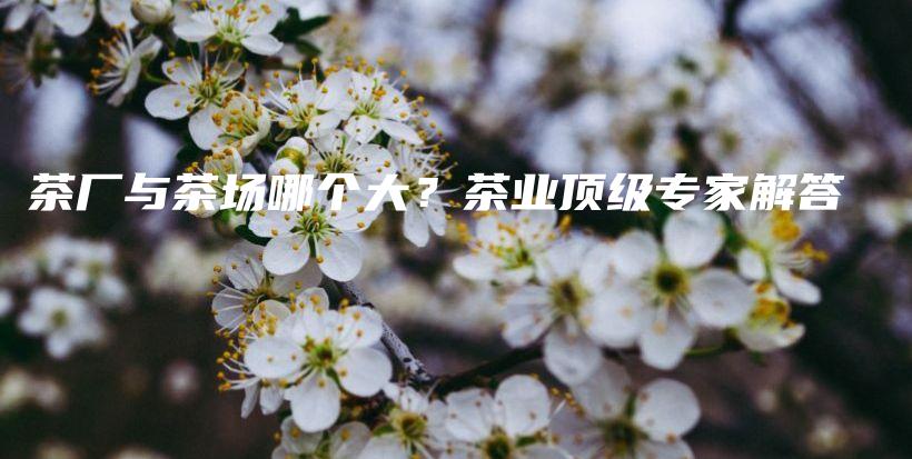 茶廠與茶場哪個大？茶業(yè)頂級專家解答插圖