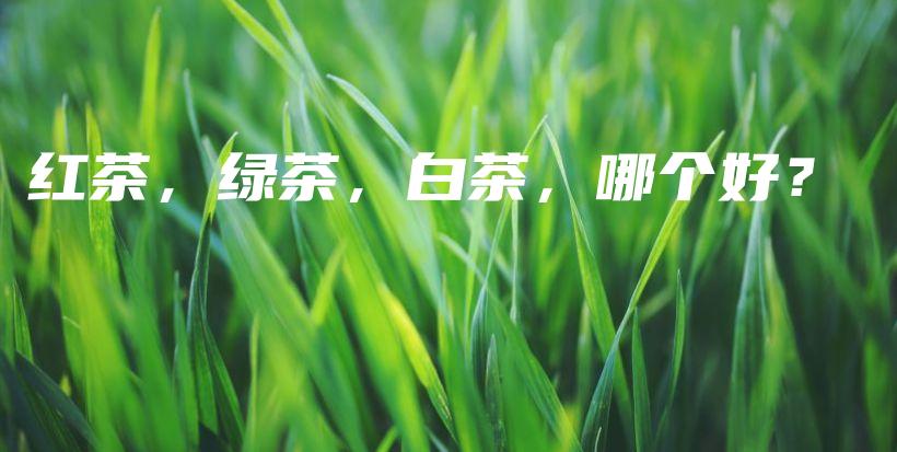 紅茶，綠茶，白茶，哪個(gè)好？插圖