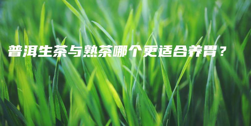 普洱生茶與熟茶哪個更適合養(yǎng)胃？插圖