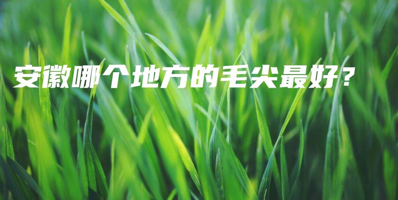 安徽哪個地方的毛尖最好？插圖