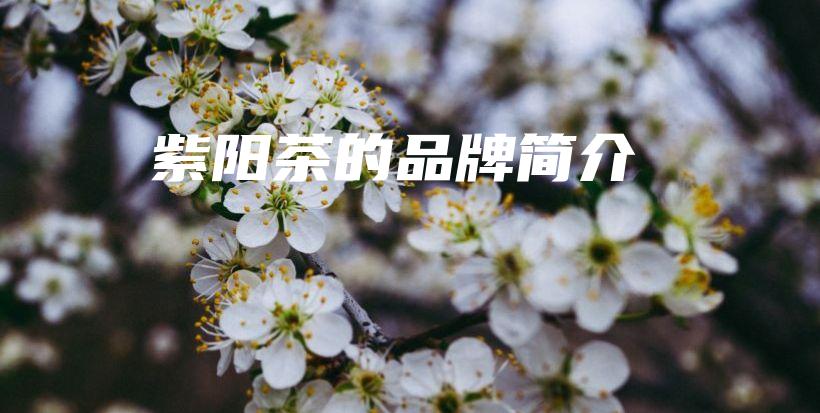 紫陽(yáng)茶的品牌簡(jiǎn)介插圖