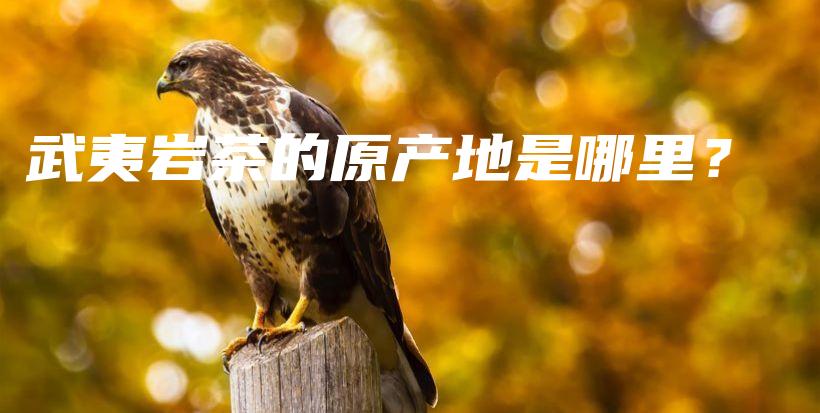 武夷巖茶的原產地是哪里？插圖