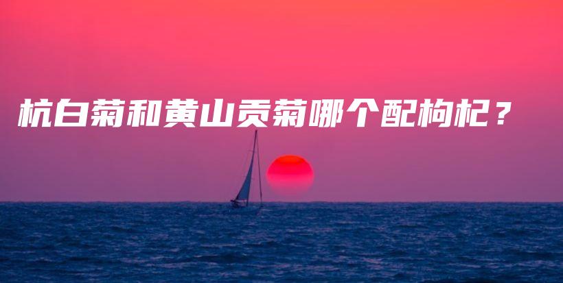 杭白菊和黃山貢菊哪個(gè)配枸杞？插圖