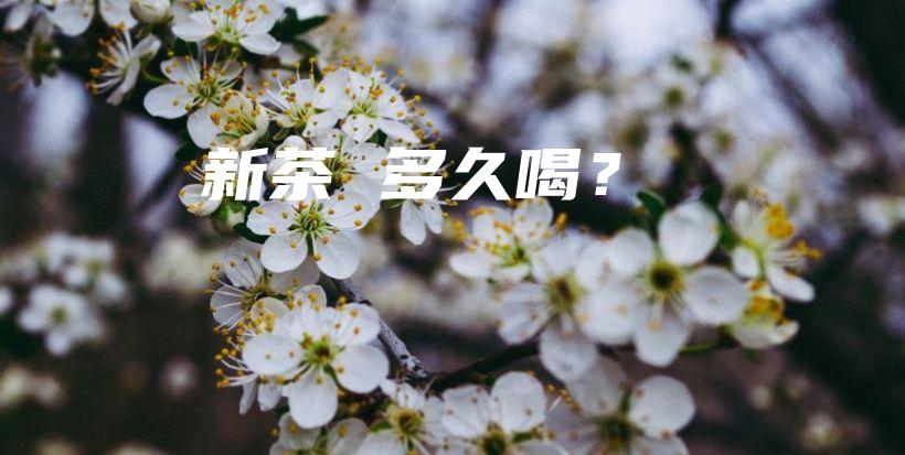 新茶 多久喝？插圖