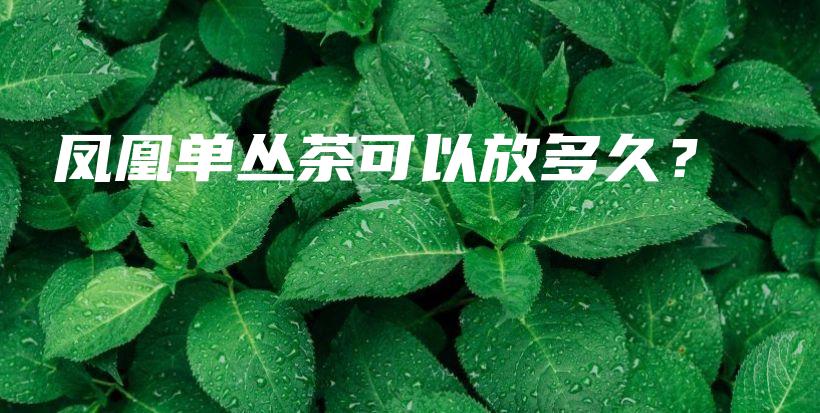 鳳凰單叢茶可以放多久？插圖