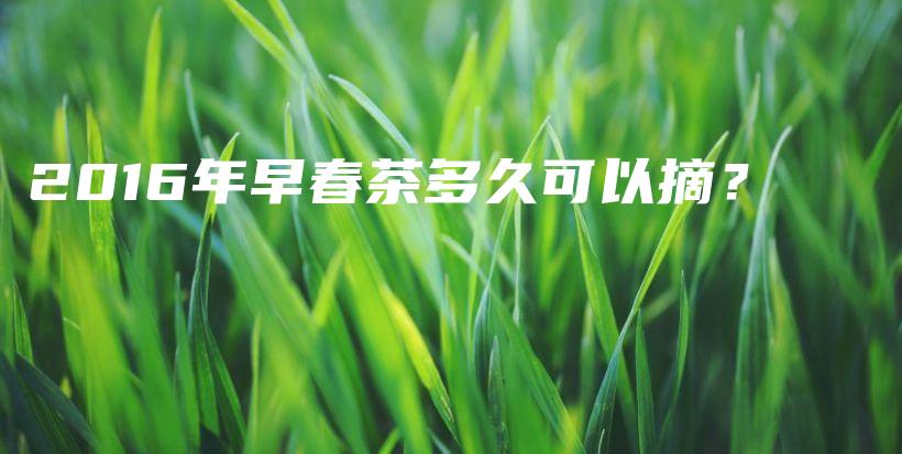 2016年早春茶多久可以摘？插圖