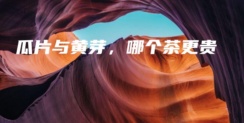 瓜片與黃芽，哪個茶更貴插圖