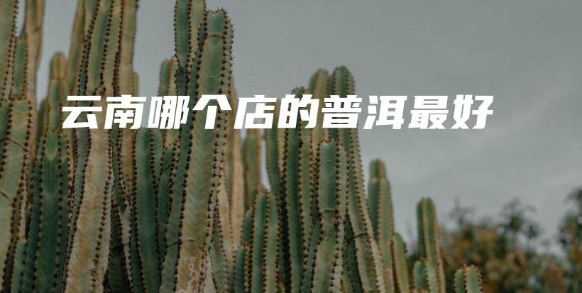 云南哪個(gè)店的普洱最好插圖