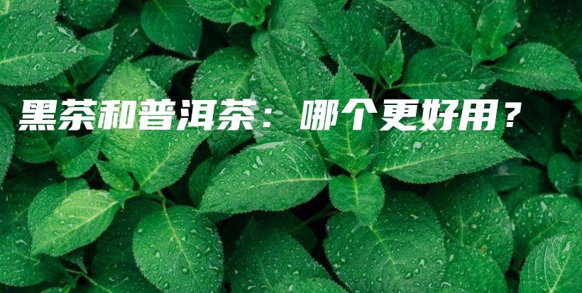 黑茶和普洱茶：哪個更好用？插圖