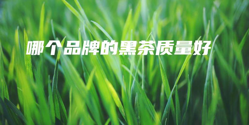 哪個(gè)品牌的黑茶質(zhì)量好插圖