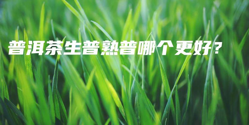 普洱茶生普熟普哪個(gè)更好？插圖