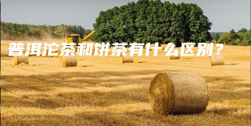 普洱沱茶和餅茶有什么區(qū)別？插圖