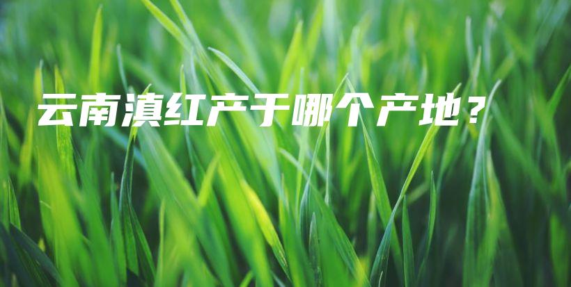 云南滇紅產(chǎn)于哪個(gè)產(chǎn)地？插圖