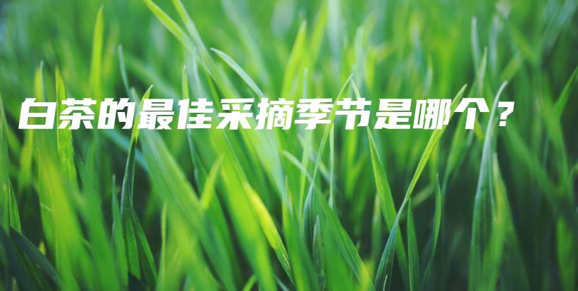 白茶的最佳采摘季節(jié)是哪個？插圖